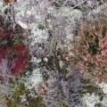 Fursaxa – ‘Mycorrhizae Realm’ CD Review