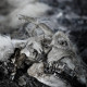 Aphonic Threnody – ‘When Death Comes’ Album Review