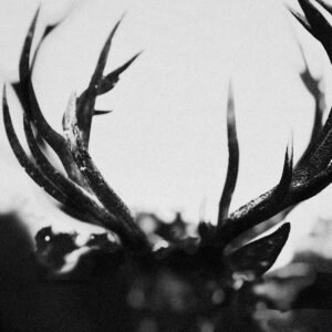 SonicAbuse’s Top 30 Albums Of 2024 SonicAbuse | SonicAbuse's Top 30 Albums Of 2024